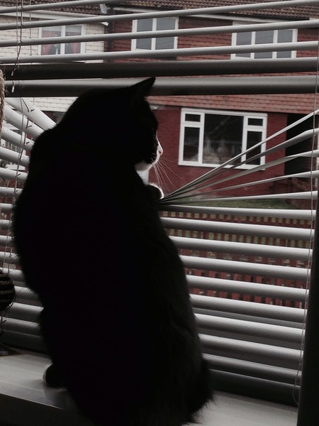 Come and sing the praises for your black/black and white cats