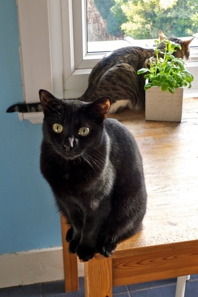 Come and sing the praises for your black/black and white cats