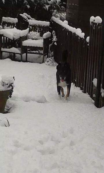 How much do you love your dog, I'm not sure my feelings are normal!!