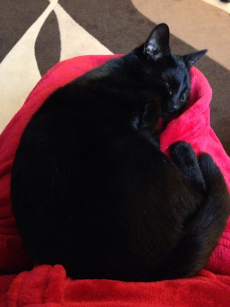 Come and sing the praises for your black/black and white cats