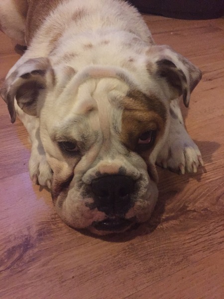To wish dangerous dog breeds and all breeds closely resembling them were banned in UK?
