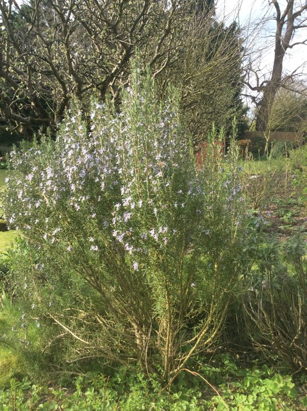 Idiots guide to herbs in big outdoor pots