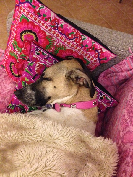 How much do you love your dog, I'm not sure my feelings are normal!!