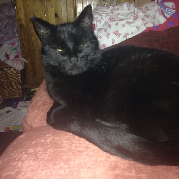 Come and sing the praises for your black/black and white cats