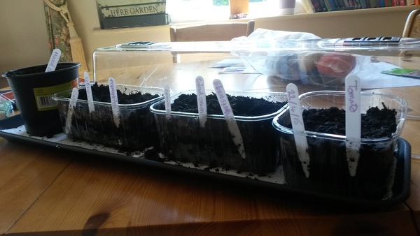 The 2015 Allotment / Veg Patch Thread Part 2