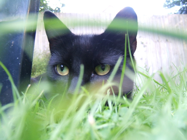 Come and sing the praises for your black/black and white cats