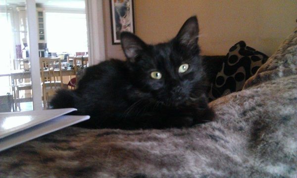 Come and sing the praises for your black/black and white cats