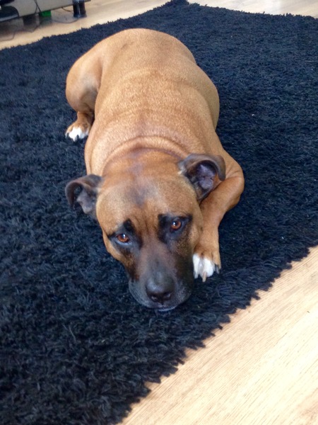 To wish dangerous dog breeds and all breeds closely resembling them were banned in UK?