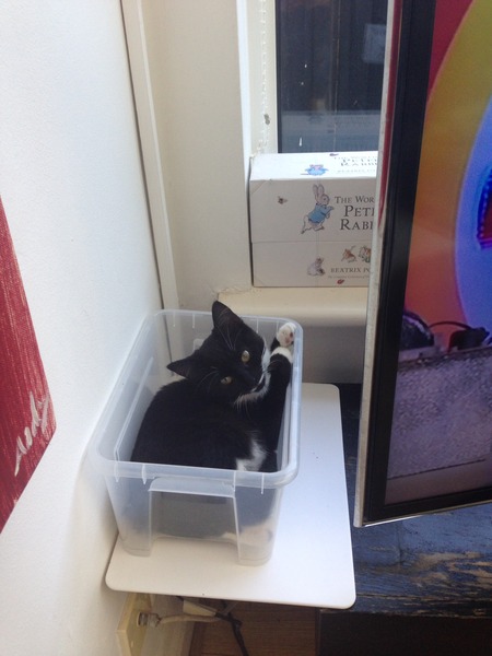 Come and sing the praises for your black/black and white cats