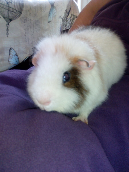 We have a new member of the Super Furry Animals Team. All hail GP6 ;)