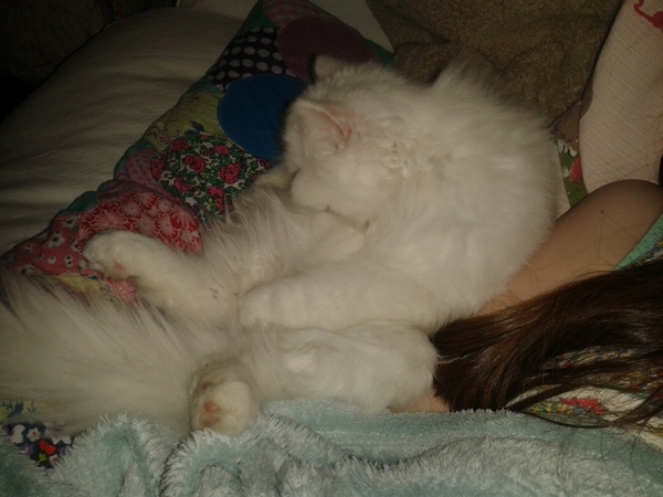 funny cat pictures