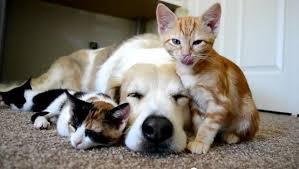 Allergies, dust, pets and baby