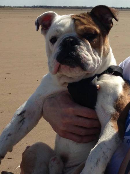 To wish dangerous dog breeds and all breeds closely resembling them were banned in UK?