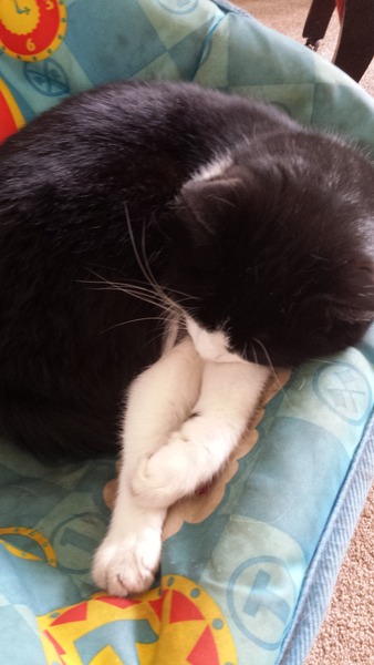 Come and sing the praises for your black/black and white cats