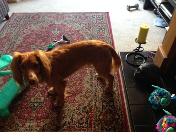 Which breed? feeling overwhelmed!