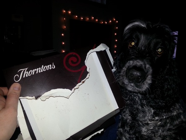 How much do you love your dog, I'm not sure my feelings are normal!!