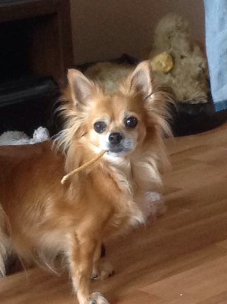 Is there a shameless photo sharing thread for our pooches??