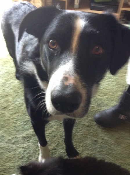 My dog nags  me to death, does anyone else have a needy dog?