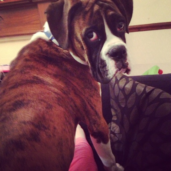 Is there a shameless photo sharing thread for our pooches??