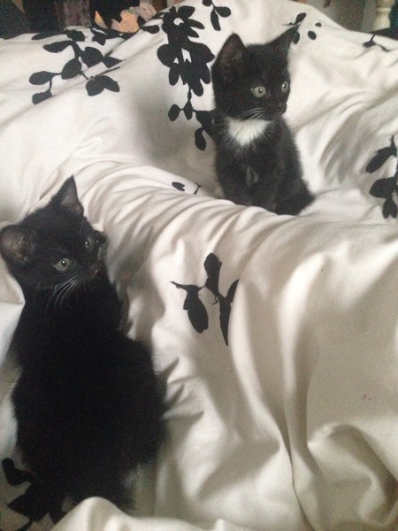 Remember I asked about grey kittens?