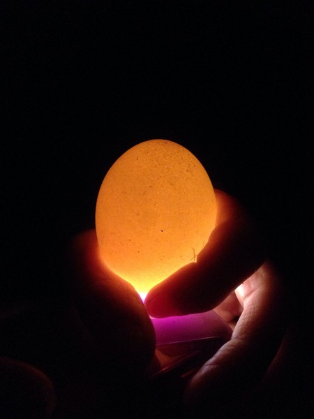 Candling eggs