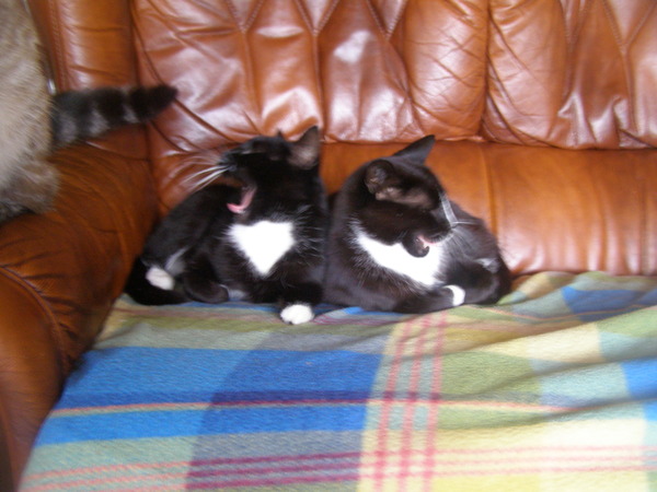 Come and sing the praises for your black/black and white cats