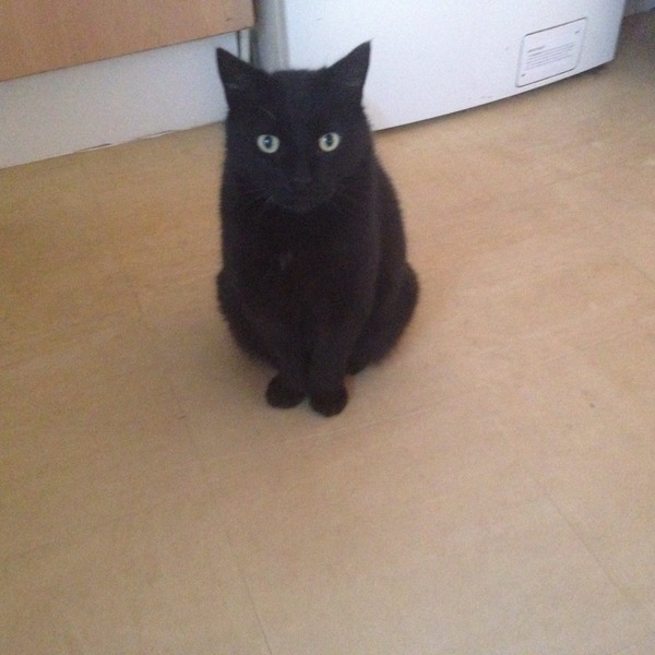 Come and sing the praises for your black/black and white cats