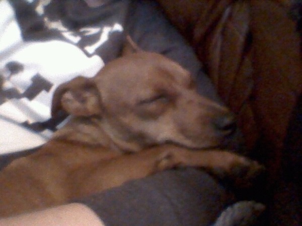 Is there a shameless photo sharing thread for our pooches??