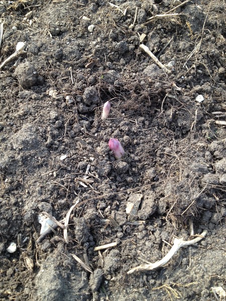 The 2015 Allotment / Veg Patch Thread - it's here!