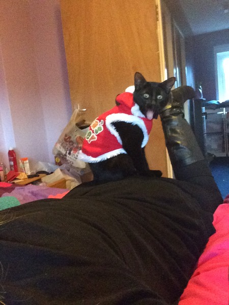 9 month old indoor kitten got out this afternoon