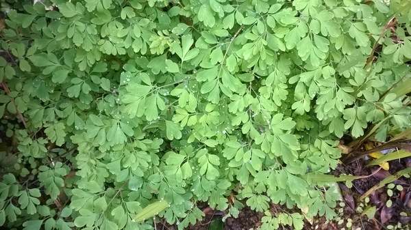 Does anyone know what this plant is?