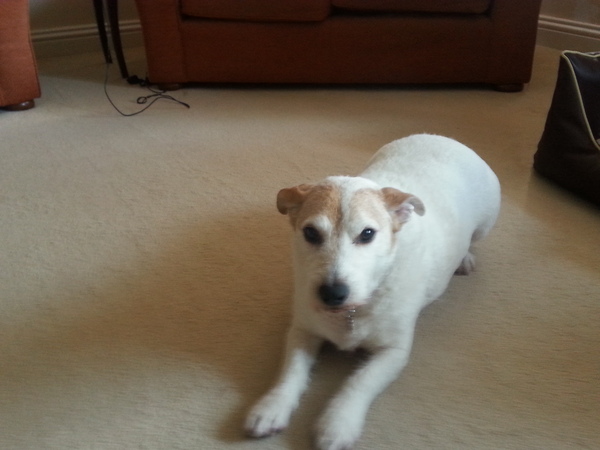 How much do you love your dog, I'm not sure my feelings are normal!!