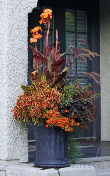 Colour scheme advice please - photinia hedge