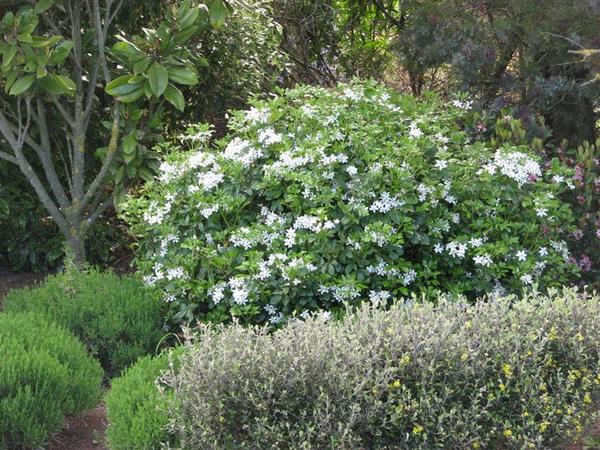 Please can anyone identify these shrubs?