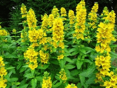 Do you have a cottage garden and if so what plant do you have?