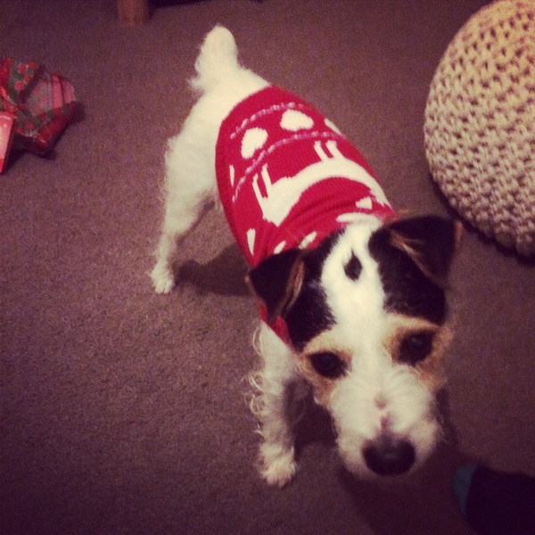 How much do you love your dog, I'm not sure my feelings are normal!!