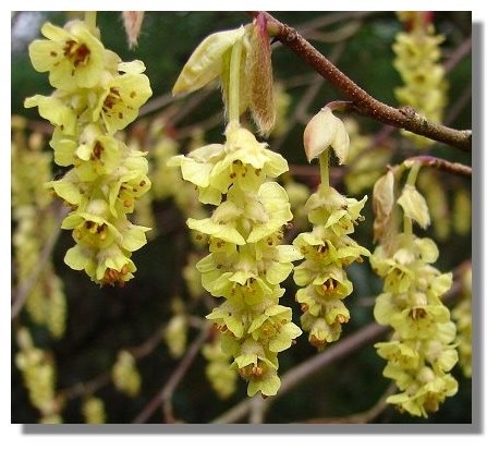 is removing a tree/bush that bees love a really bad thing to do?