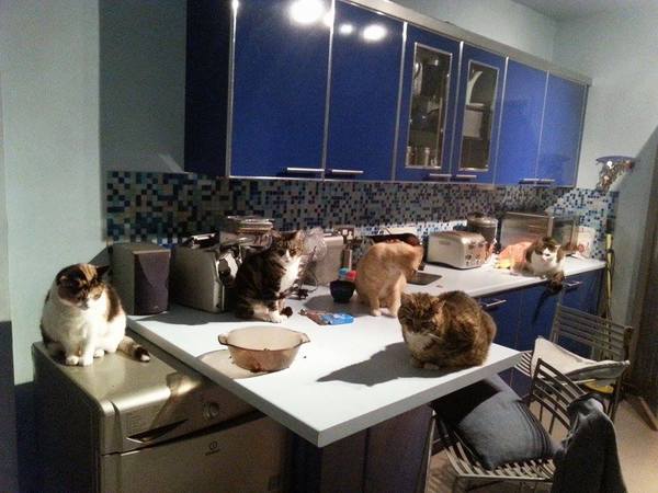 Any advice on looking for kittens please?