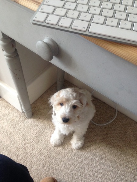Puppy howling through the night- help