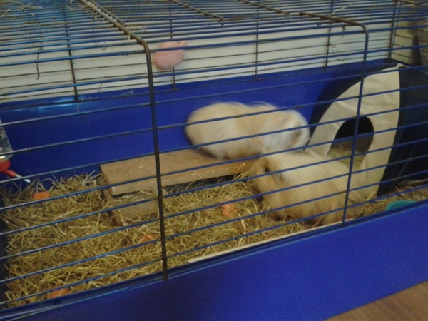 How much to donate for my guinea pigs?