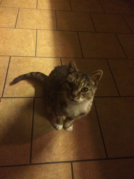 Inherited a cat....never had one before.  Help!