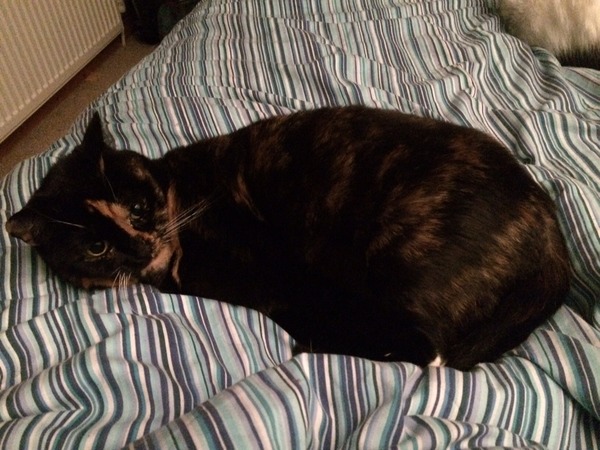 Fat cat in a multi-cat household