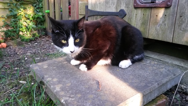 Come and sing the praises for your black/black and white cats