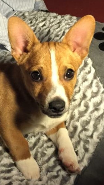 We have a cross Jrt and chihuahua.. Tips please