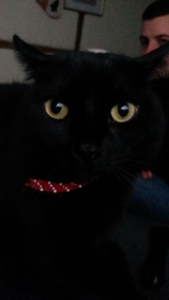 Is £100 a lot for a grey kitten