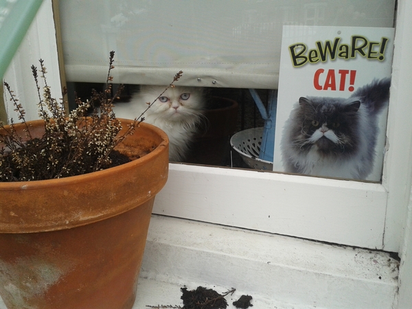 funny cat pictures