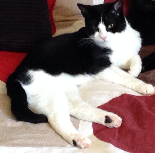 Come and sing the praises for your black/black and white cats