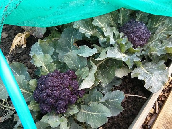 The 2015 Allotment / Veg Patch Thread Part 2