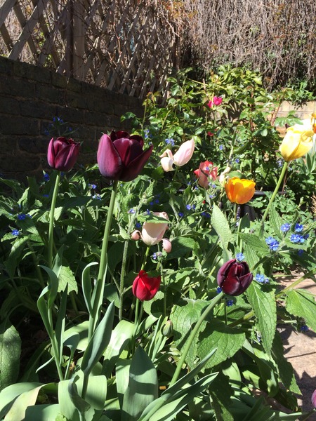 Tell me what is flowering in your garden today.