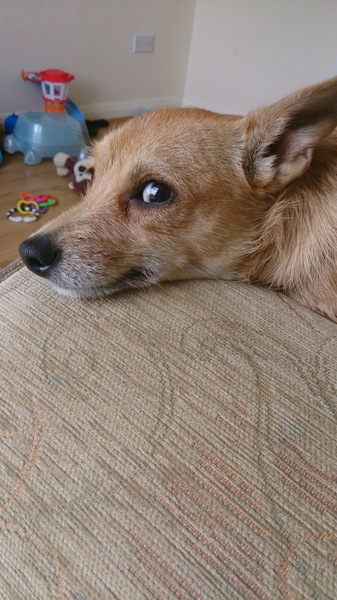 My dog nags  me to death, does anyone else have a needy dog?